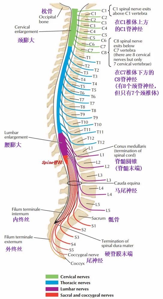 脊柱神经支配疼痛区域,脊柱神经支配的脏腑