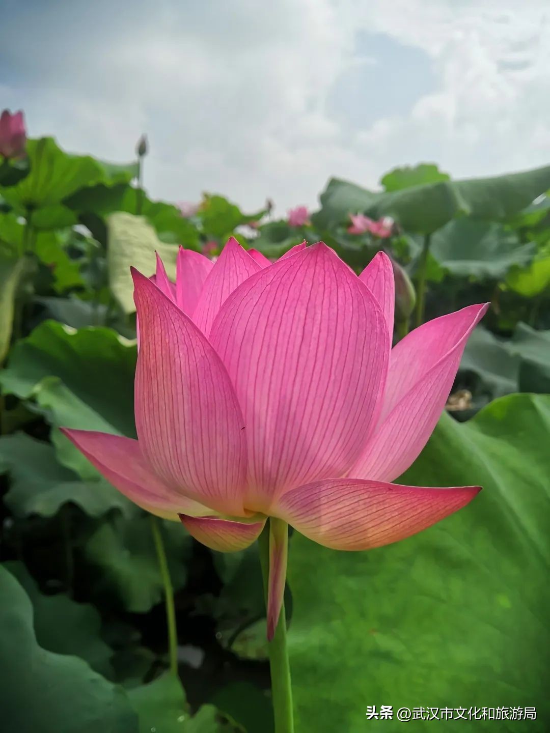 花朝河湾邀您来赏花,花朝河湾旅游景区本地人要门票吗