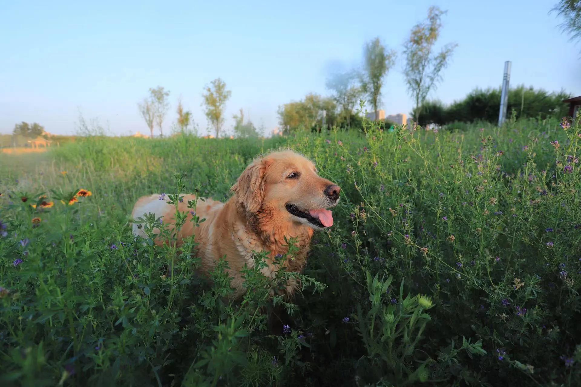 我的毛毛-写给12年相濡以沫的金毛