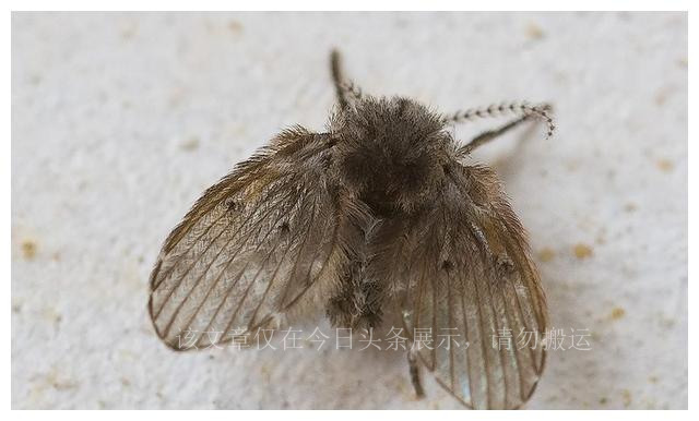 卫生间里的小飞虫如何消灭,卫生间里小飞虫怎么消灭小窍门
