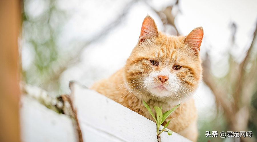 适合家养的猫咪排行价格便宜,新手适合养什么猫咪还便宜