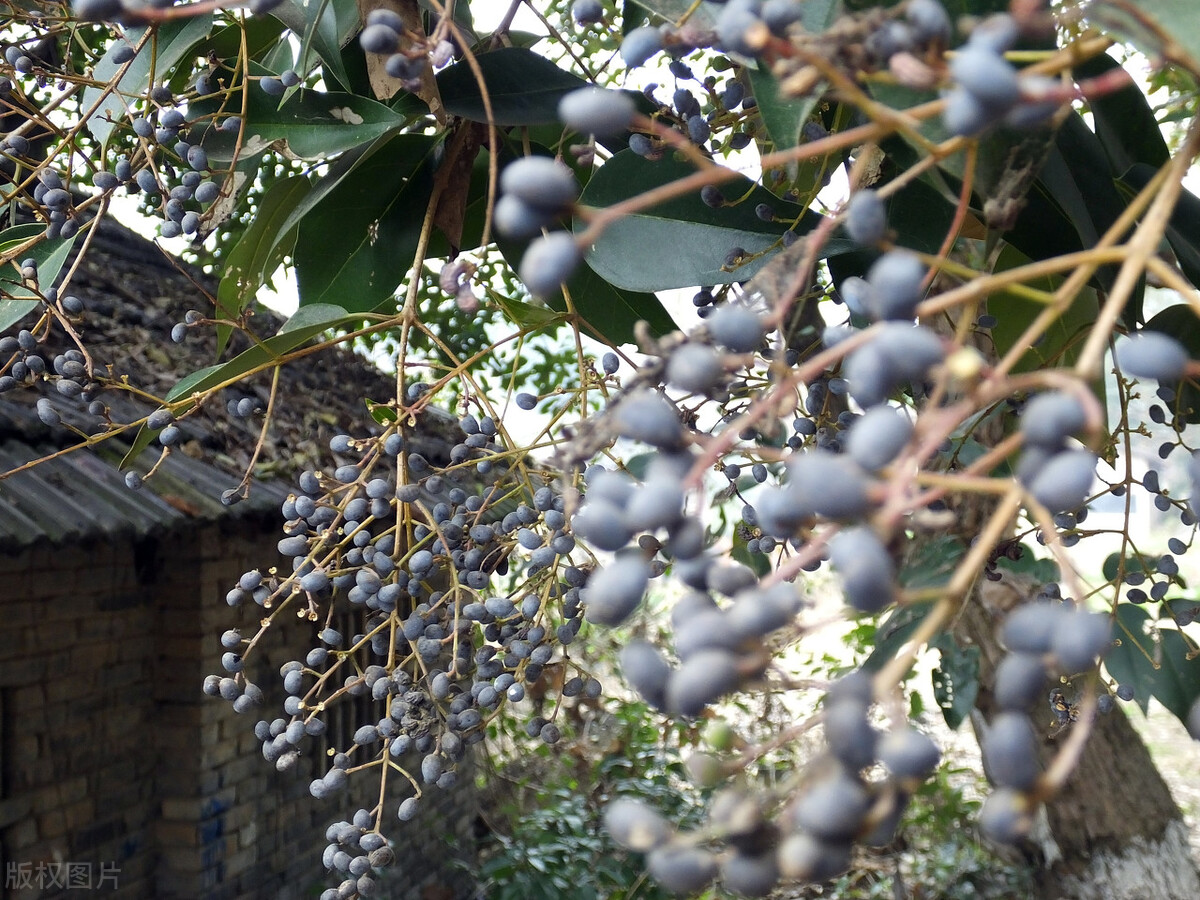 中兽药药方精解,兽药解析