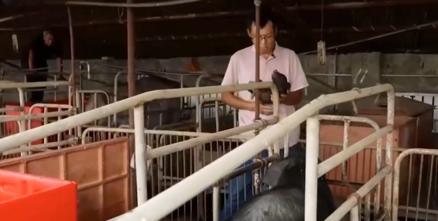 80后小伙回乡养猪发大财,80后小伙创业养猪