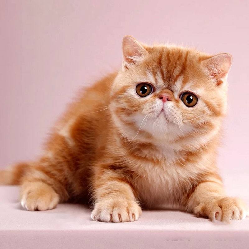 加菲猫最贵的品种,加菲猫为什么不建议购买