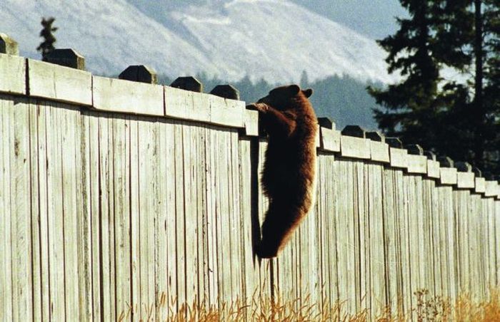 80个神奇的真实照片，不高兴的狗子，崎岖的铁路，倒立劈叉拉筋