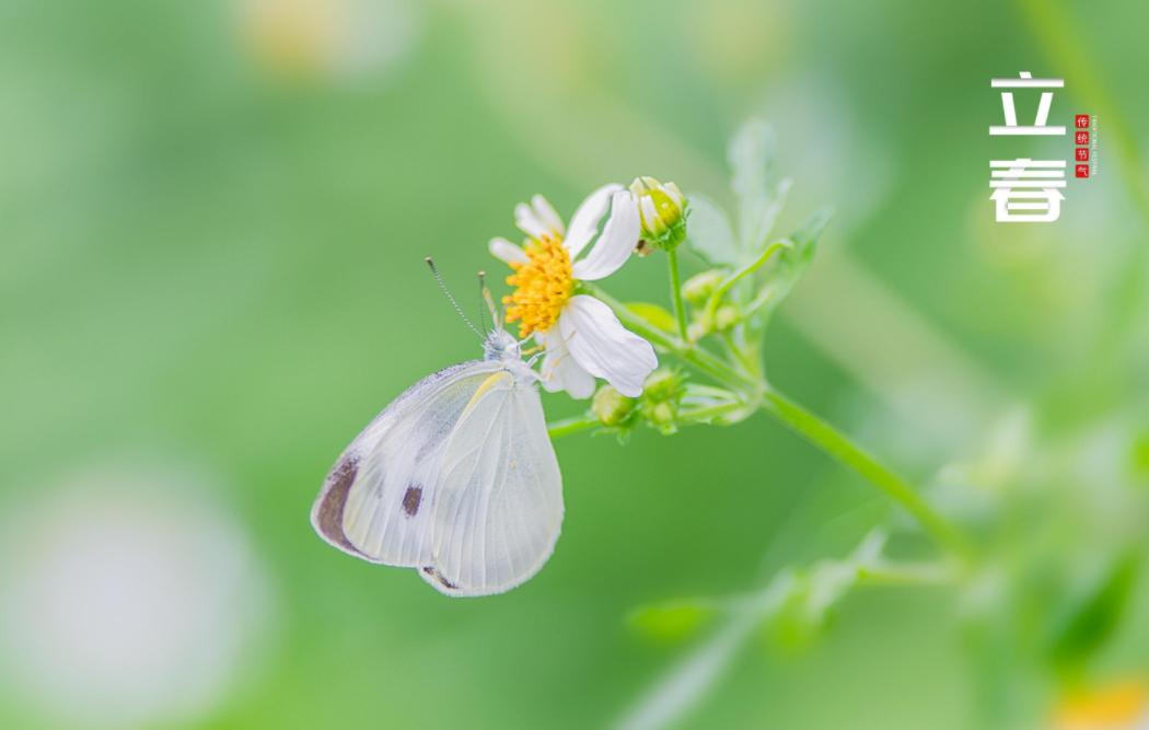 关于立春的古诗词名句,10首立春诗词送你最美的祝愿