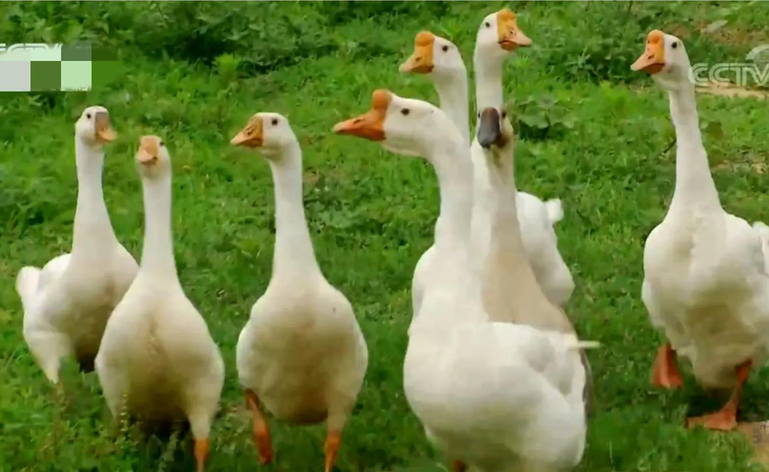 山东女孩承包5600亩地,女子承包500亩地种红薯被村民偷挖