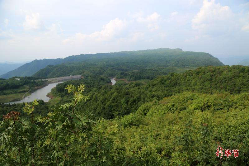 毕节：植此新绿不负青山