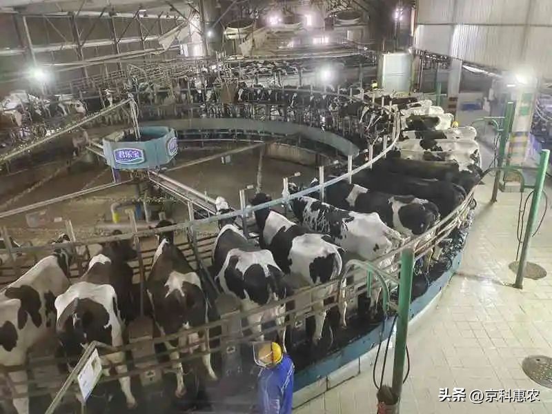 智能化养殖包括什么,智能化养殖的优点和缺点