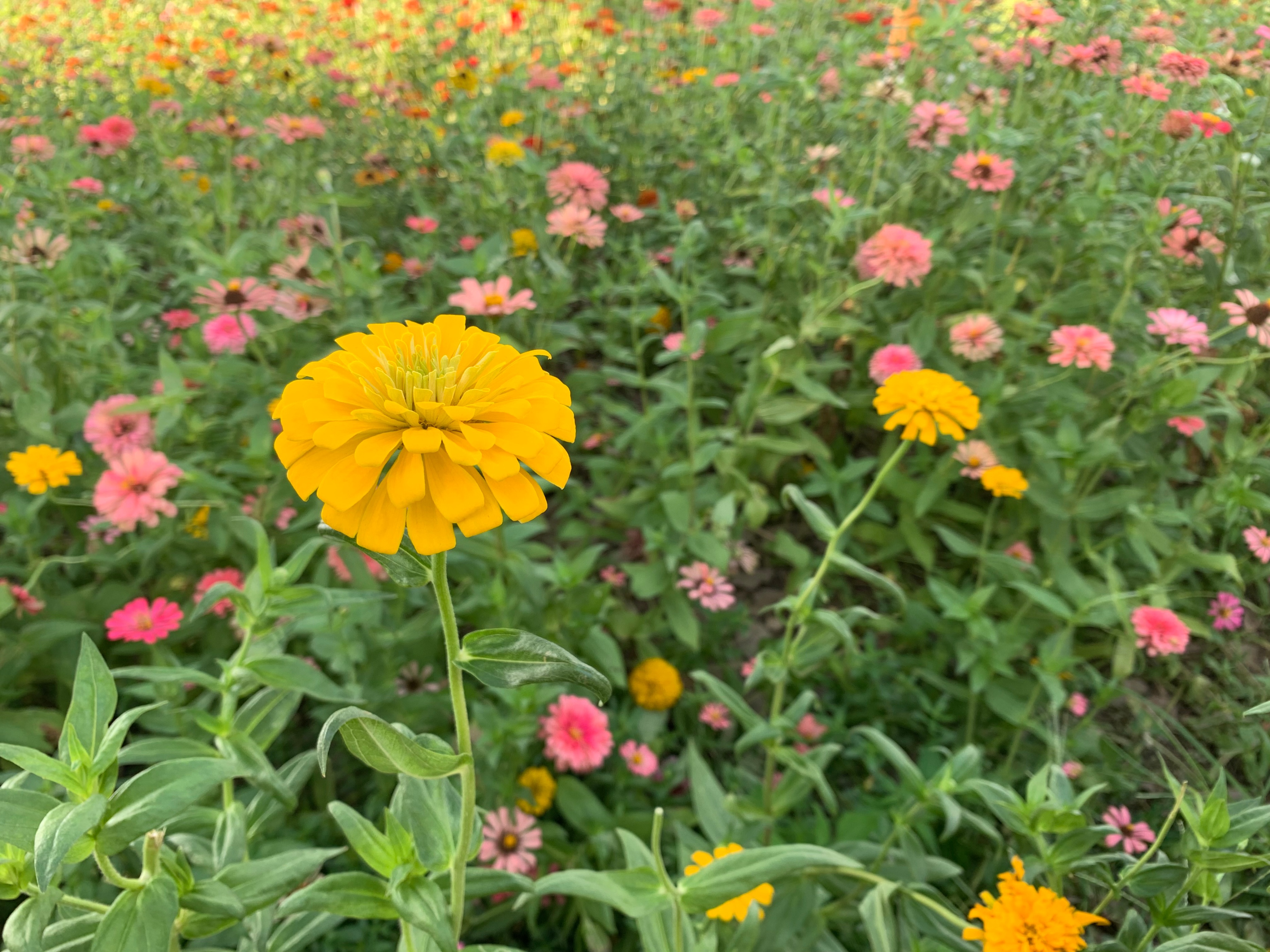 广州国庆假期一日游:南肾海珠湖国家湿地公园的最佳旅游攻略