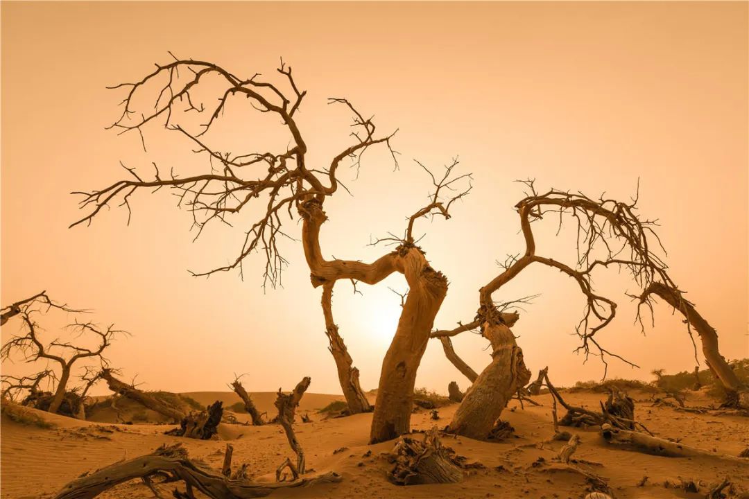 全世界仅存三处！一年只美21天！这场“黄金盛宴”，只因它而起