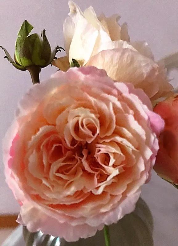 日本超微月季有几个品种,友禅系月季是什么意思