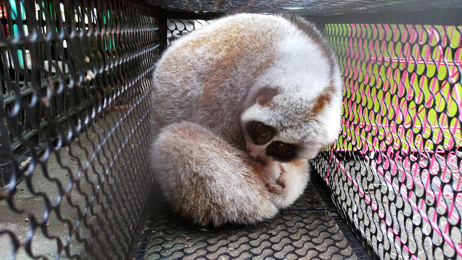 初哥视频,初哥徒步走西藏