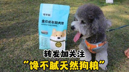 世界上最强的五种狗对人非常忠诚,一招看出来哪种狗性格最温顺