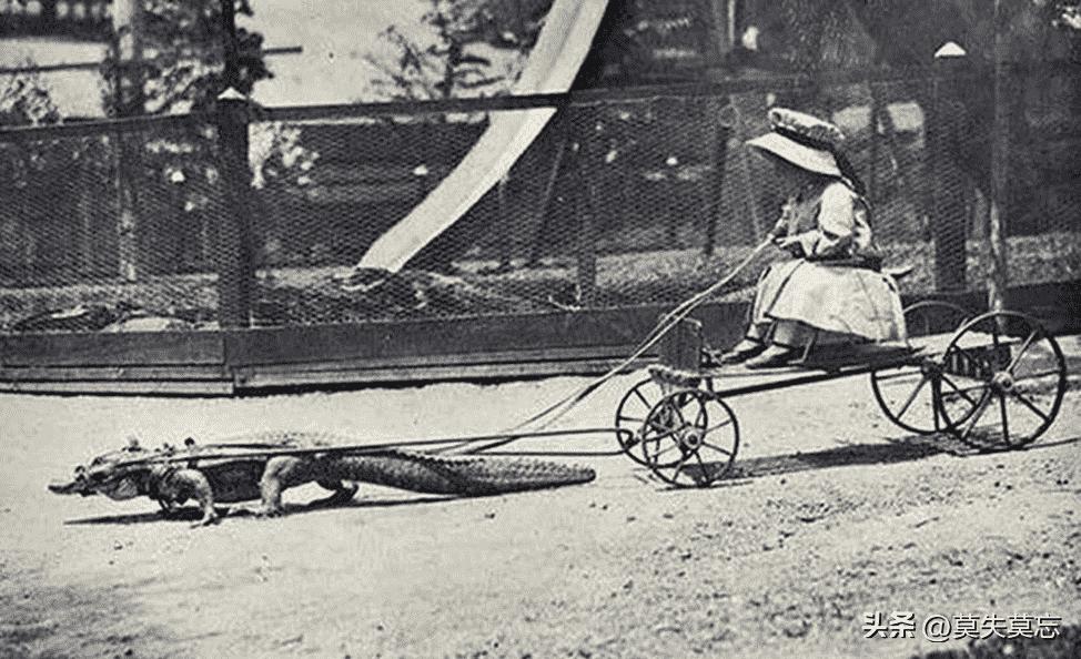 纳粹老照片100张,纳粹集中营老照片彩色