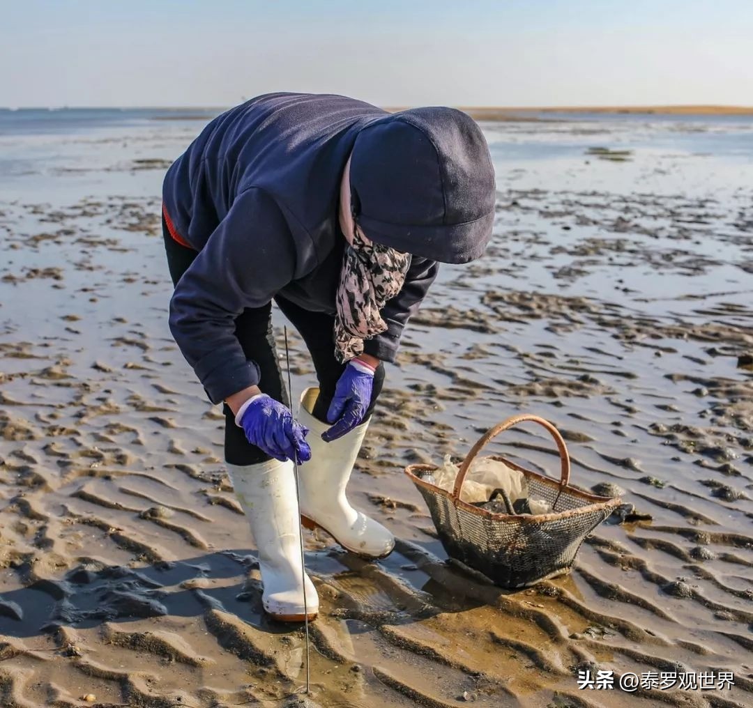 烟台赶海人一晚捞千余斤海肠吃,男子通宵赶海捡80斤海肠