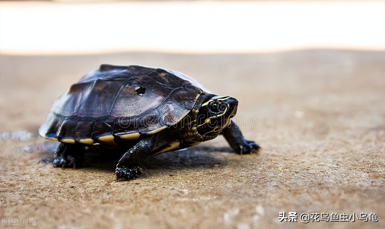 小乌龟应该吃些什么,小乌龟喂什么给它吃啊