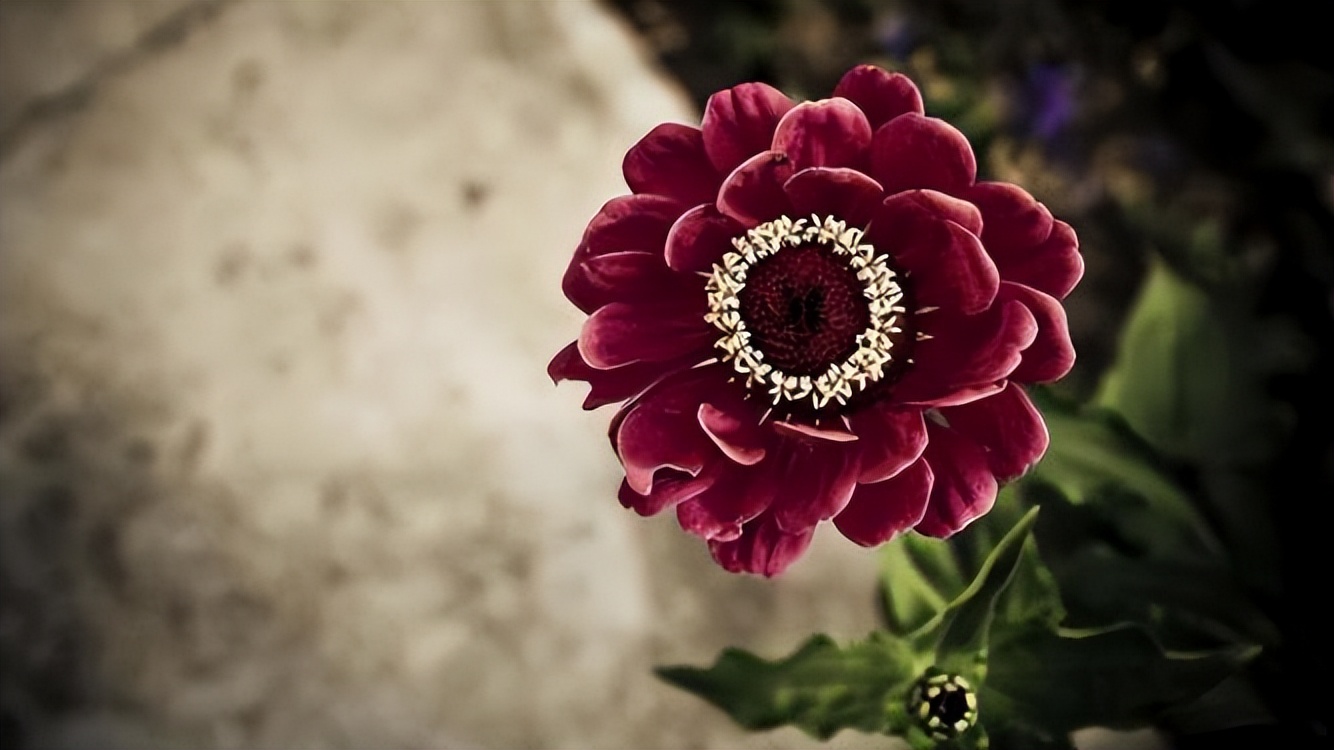 人过50三种礼就不要随了,人到五十岁了三种礼不随了