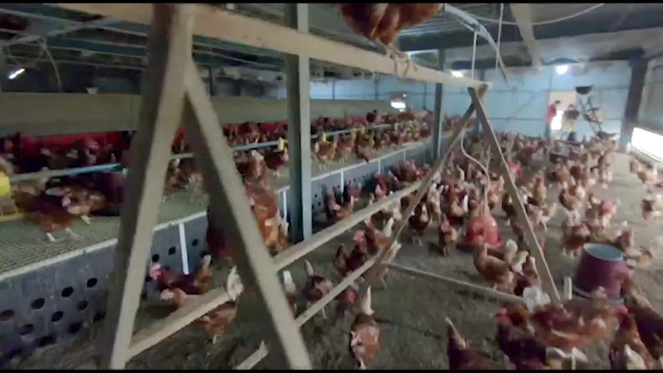 很怕客人点蛋包饭…彻夜排队只买到十颗蛋,台湾蛋荒,前所未见!