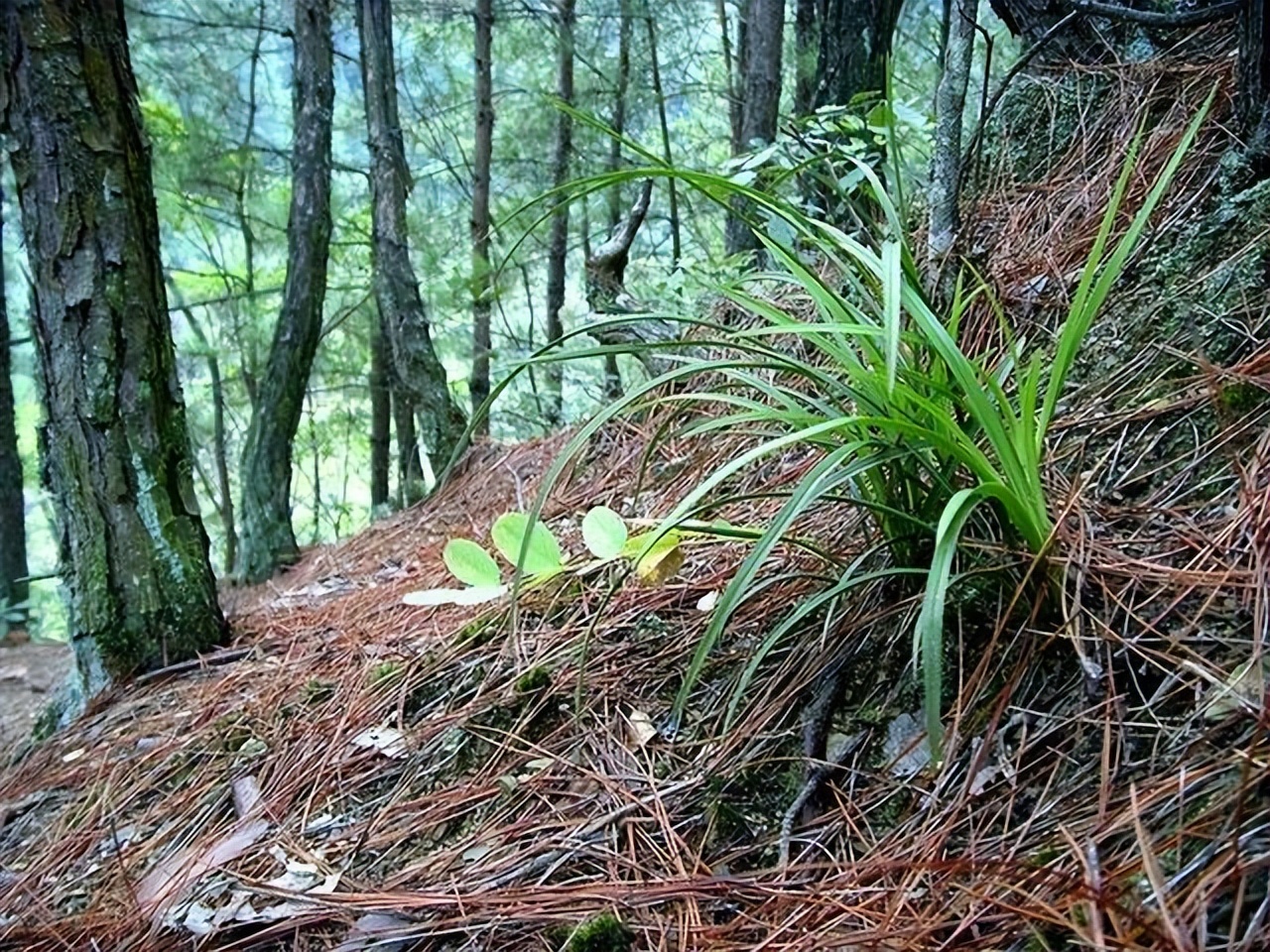3类花,“白送”都别要,明白人都往外扔,可别再往家带了