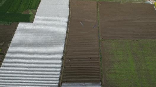 抢抓好时节乡亲种出美好“姜”来