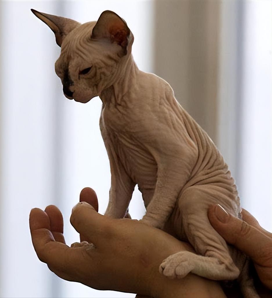 有什么可爱乖巧的狗猫推荐,什么猫咪粘人又好养还好看