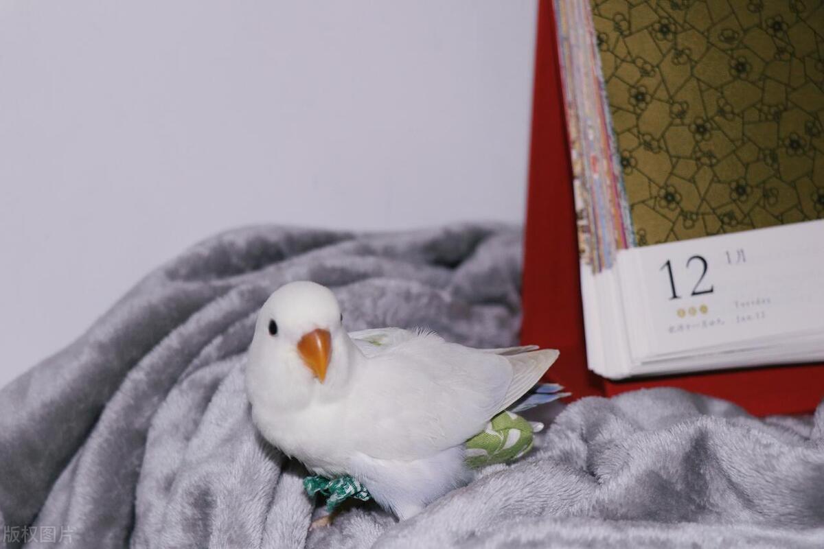 牡丹鹦鹉怎么训练认主人,牡丹鹦鹉拉绿屎怎么回事