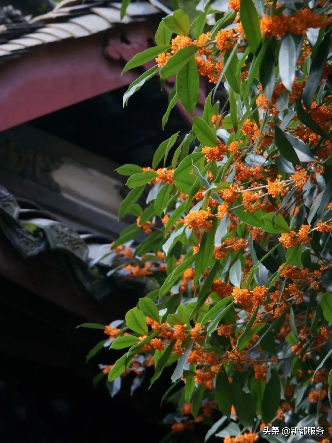 新都是镇还是区啊,什么是幸福的文案