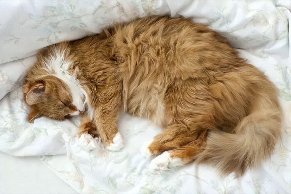 怎么治半夜跑酷的猫,如何让猫咪停止跑酷