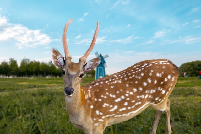 养殖梅花鹿鲜鹿茸一年收入,养殖梅花鹿一头要多少成本