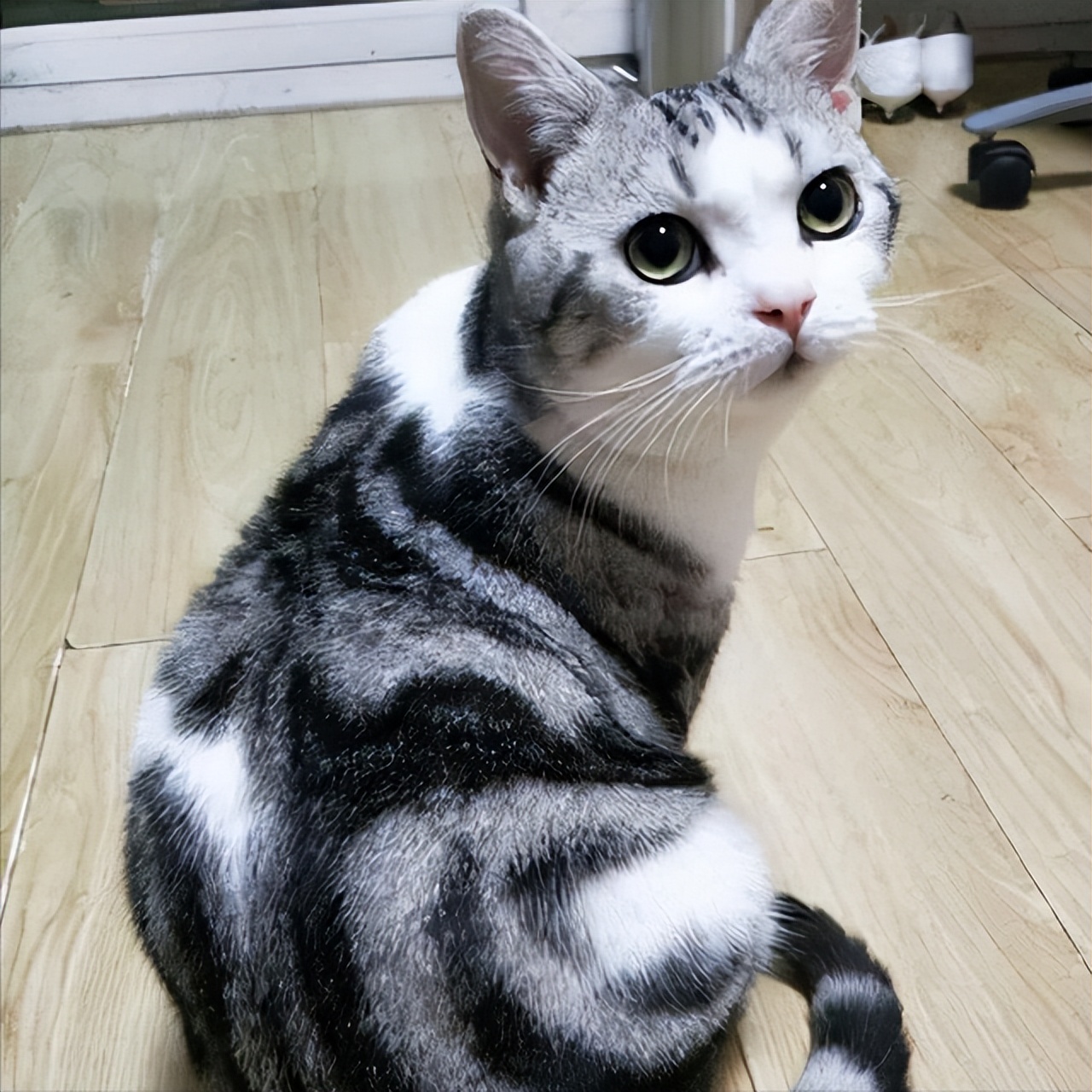 买猫推荐不怎么掉毛,买猫不被坑