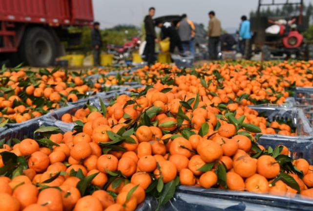 曾经正当的水果如今无人问津,曾经的高端水果砂糖橘