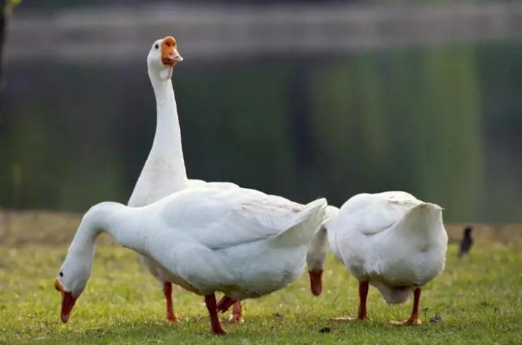 鹅喘气气鼓鼓什么原因,鹅张嘴喘气是什么病怎么治