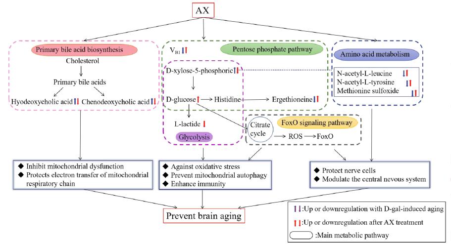 虾青素能抗应激吗,虾青素能抗氧化抗衰老吗