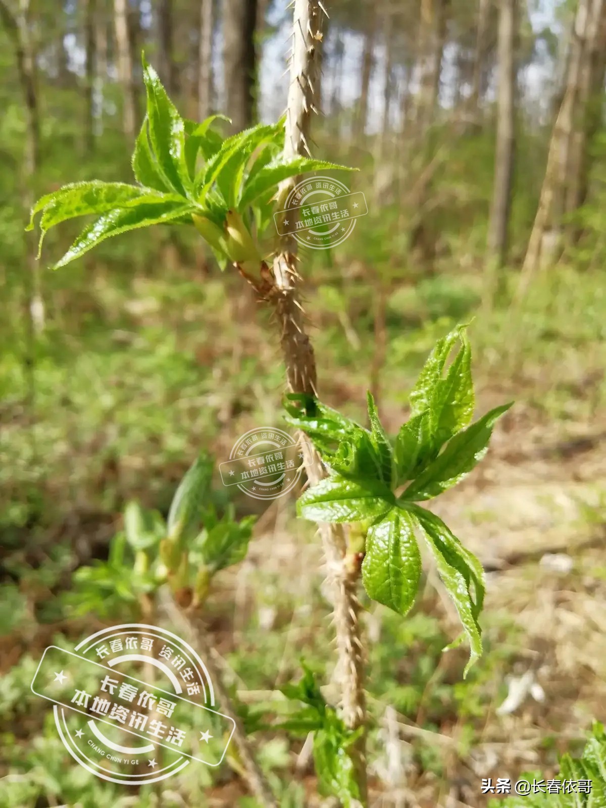 东北第一山珍刺老芽堪比海参,刺老芽刺五加山货