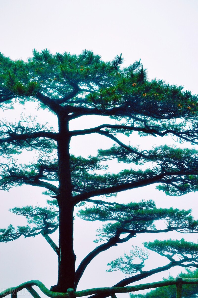 岁寒三友指松竹梅三种植物对吗,岁寒三友指的是什么植物
