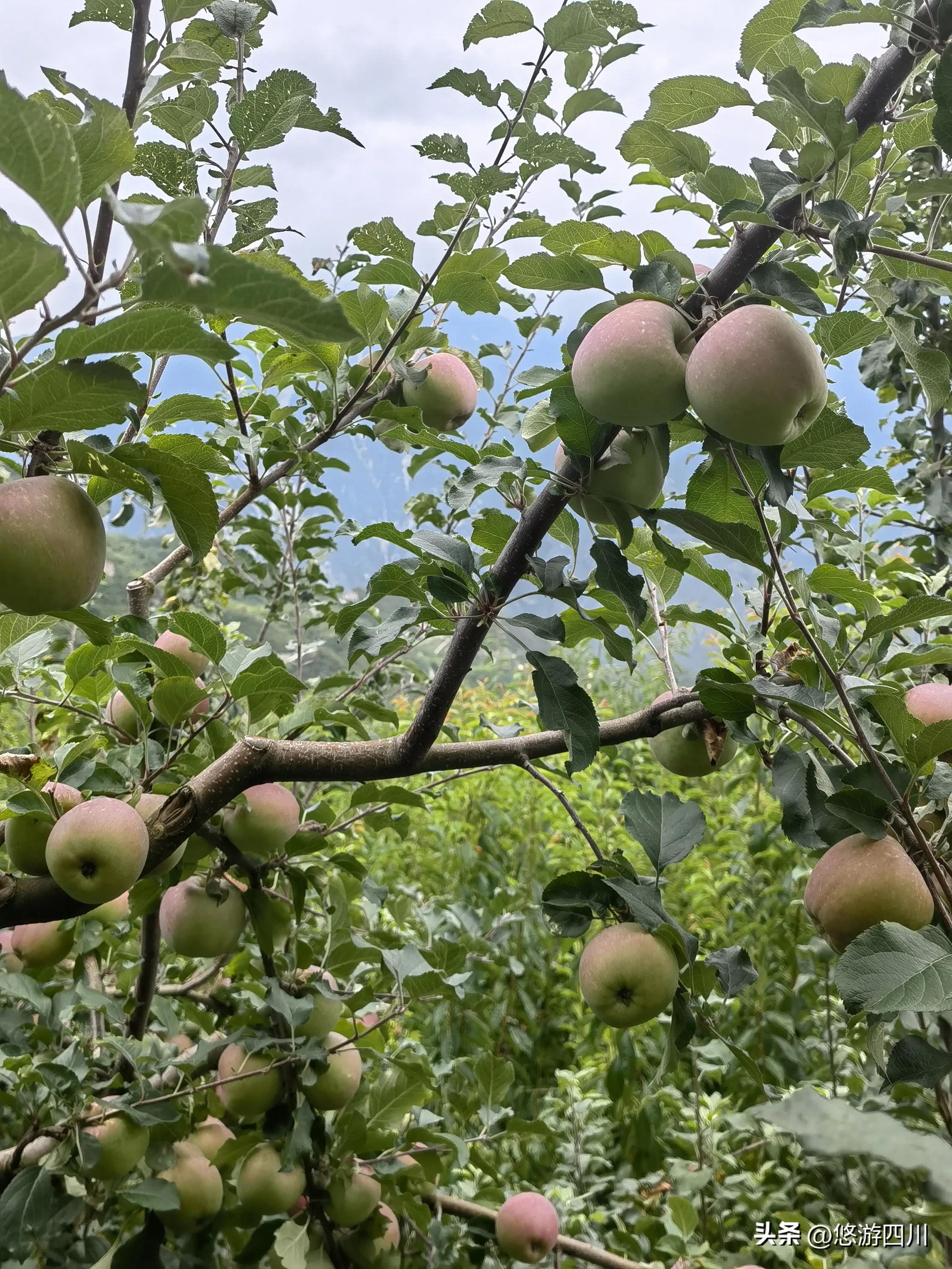 千亩猕猴桃助力乡村发展倍增,七大产业集群引领三农高质量发展