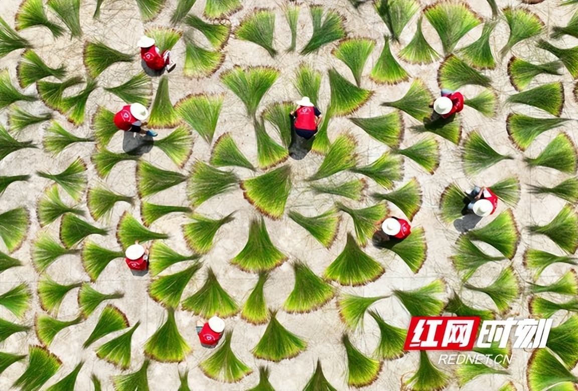 助农电商助力乡村振兴,投身农村电商助力乡村振兴