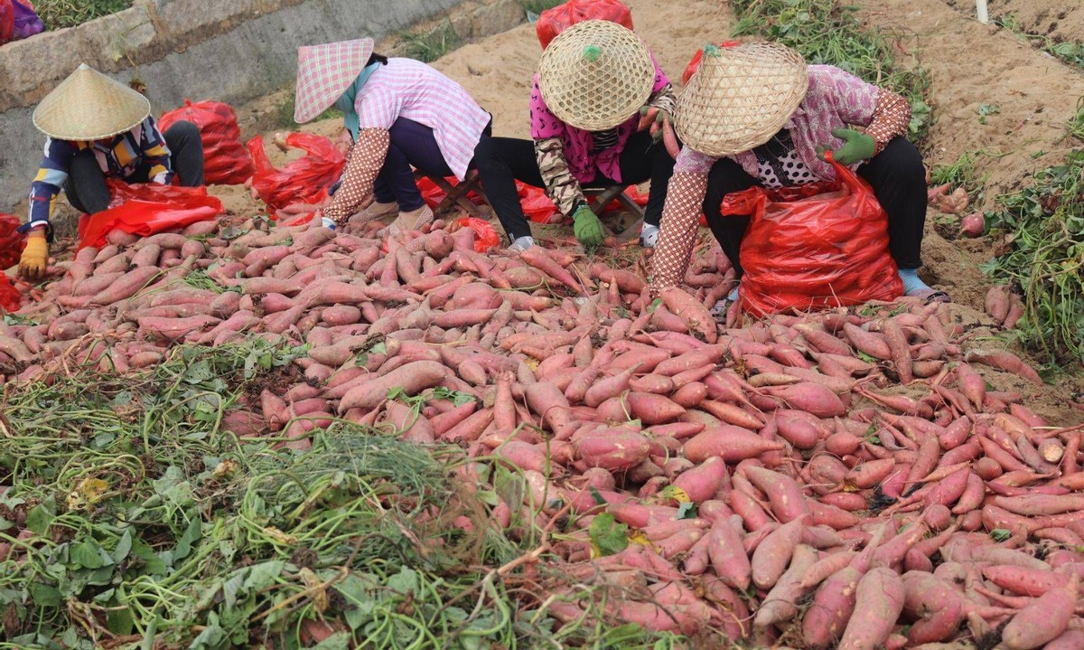 红薯怎么种才能高产用什么样肥料,雨季红薯旺长