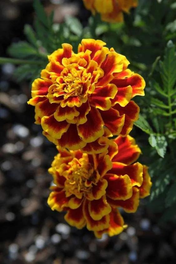 100种迷人的“数字花”,从零到一百万,真是太神奇了