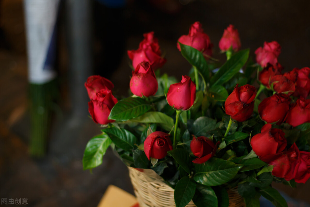 发财树富贵竹好运连连,发财树和富贵竹位置有什么讲究