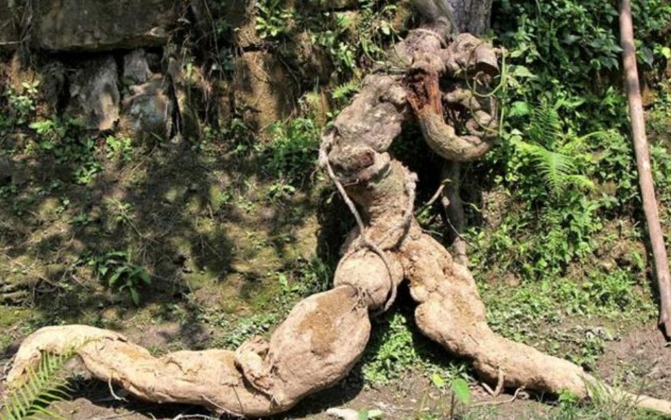 四川老汉挖出250斤人形树根,四川男子挖到人形树根