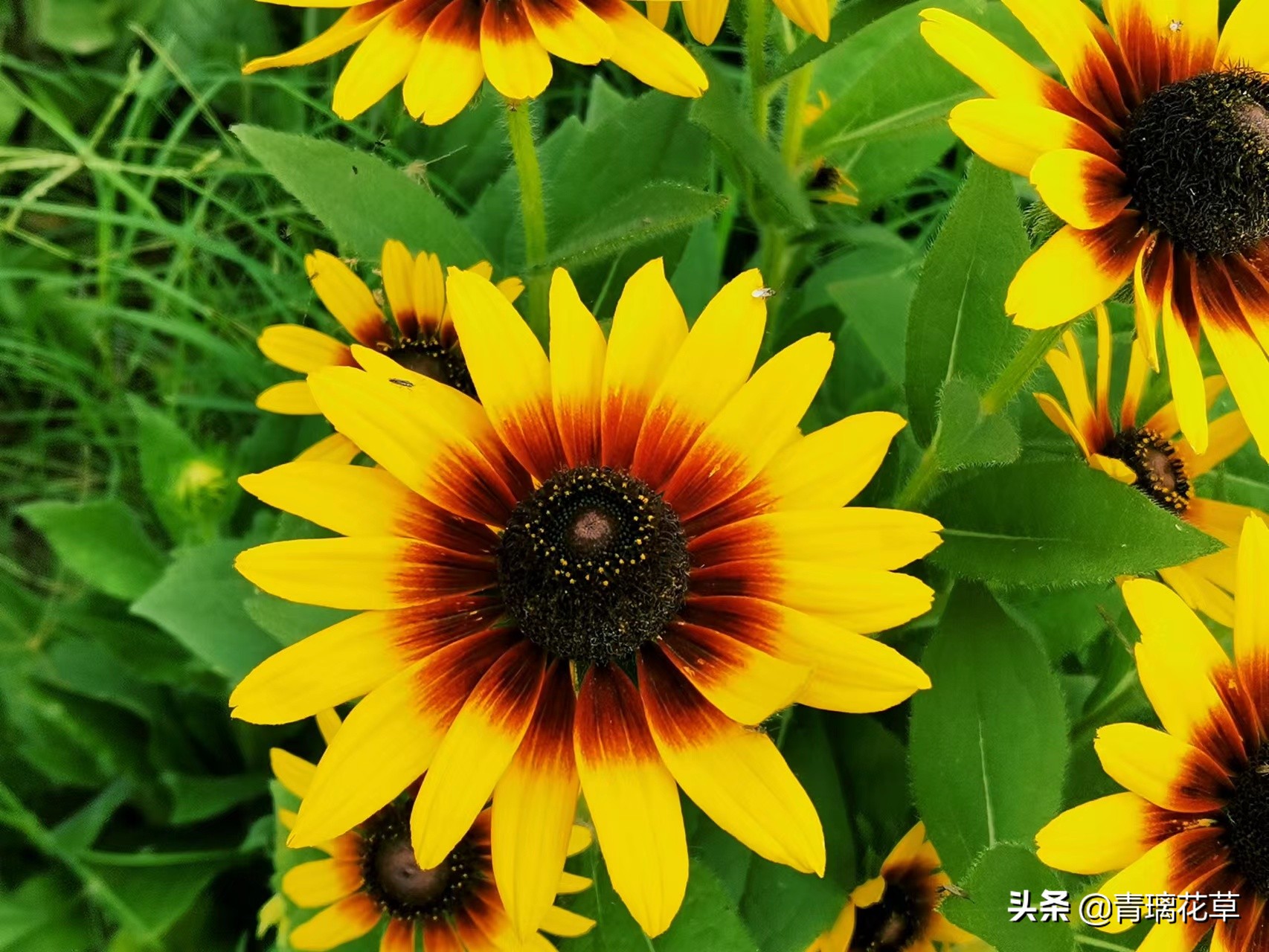 夏天开好多种颜色的小花,夏天里开的最茂盛的花朵有哪些