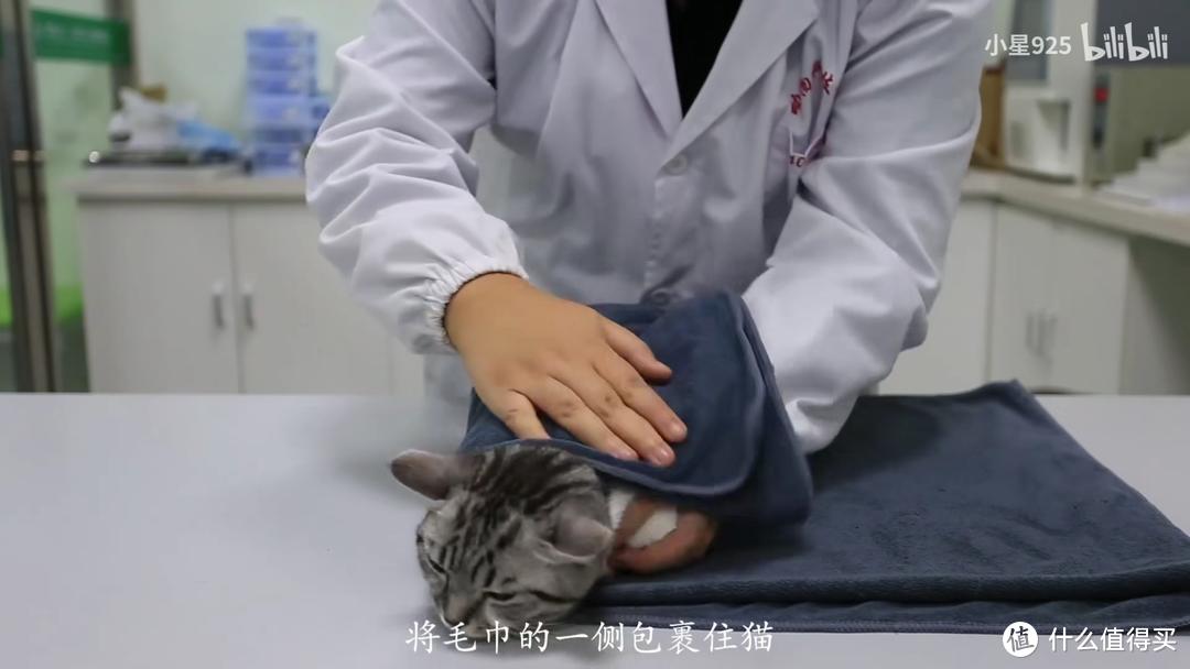猫咪病了怎么喂药,薛定谔的猫咪教程