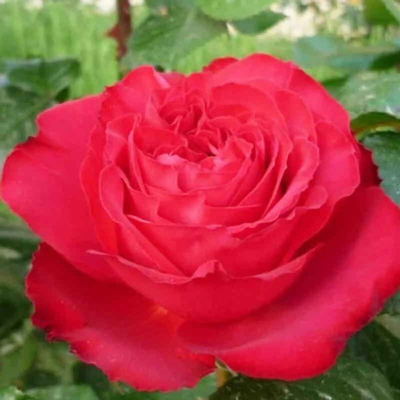 夏花开得最标准的月季花品种,月季色彩艳丽千姿百态