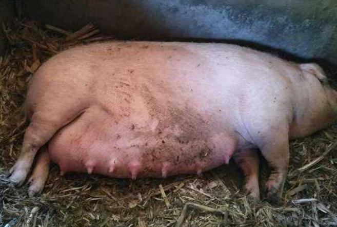 母猪流产后怎样处理,母猪流产了怎么办