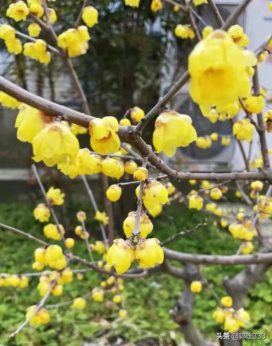 能否让行道树与路名相匹配？