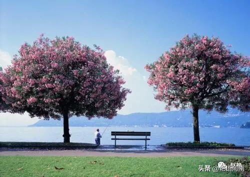 两只悠闲自在的乌龟,两只互动性很强的小乌龟