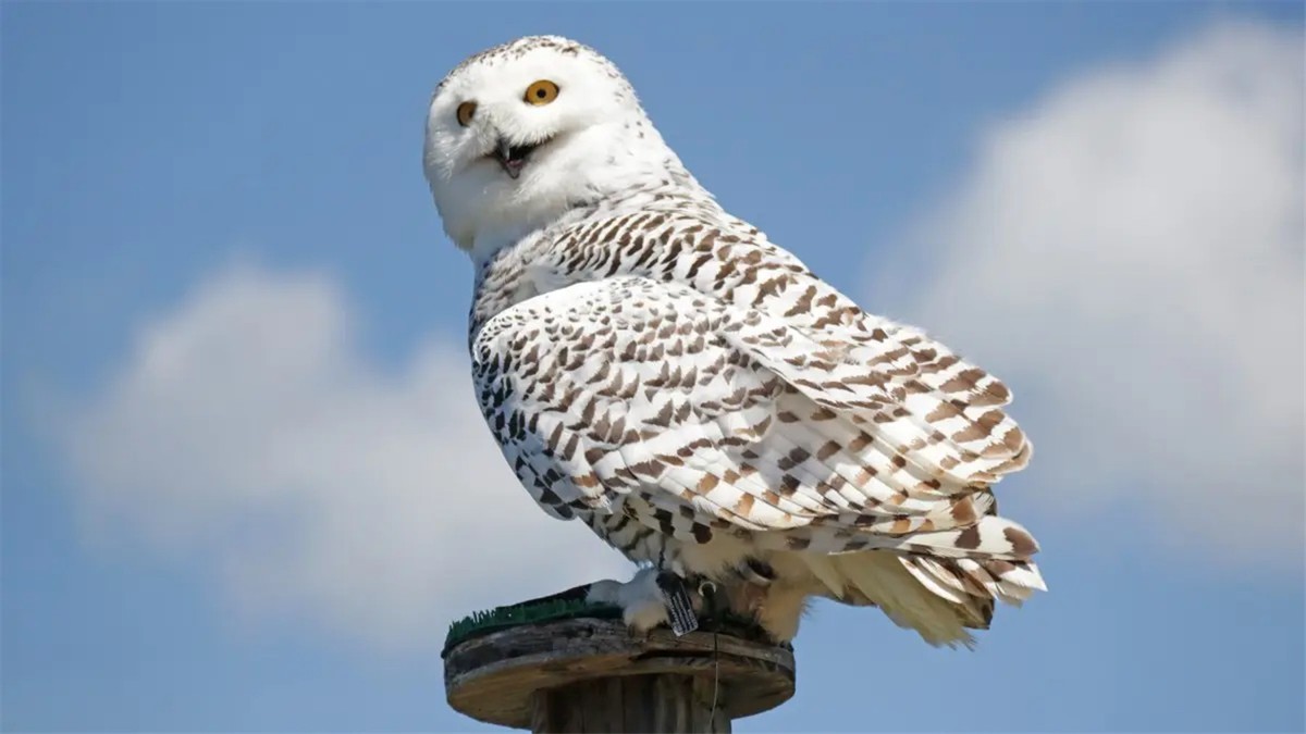 外表可爱却很凶残的动物大熊猫,大熊猫凶残的一面是什么样的