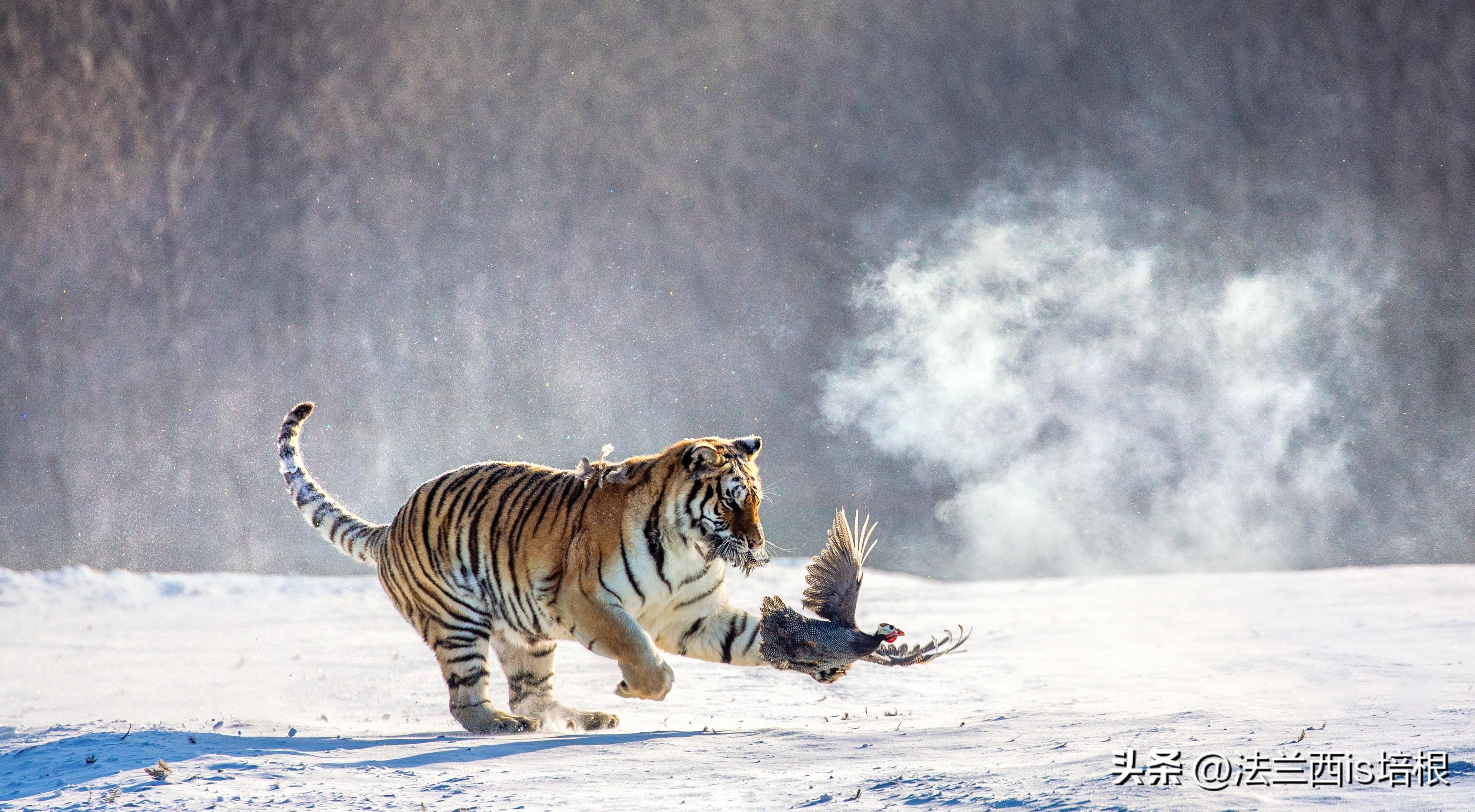 黑龙江饶河境内发现东北虎,黑龙江饶河东北虎出没